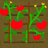 Tomato_step3
